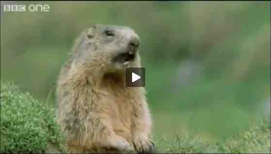 Prairie dog from "Hilarious British Animal Voiceovers"/BBC One, wimp.com, youtube.com Prairie dog from "Hilarious British Animal Voiceovers"/BBC One, wimp.com, youtube.com
