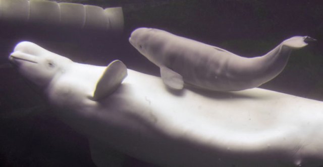 Mother Aurora and one-day-old Nala, Vancouver Aquarium, June 8, 09/Ward Perrin, The Vancouver Sun