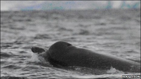 Arnoux's beaked whale, Gerlache Strait, Antarctica, May-June 09/Reny Tyson, BBC EarthNews