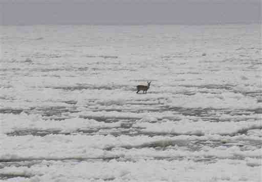 Roe deer stranded on ice floe, Baltic Sea, Jan 4, 2011/Pawel Smaruj, AP, npr.org