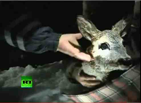 Polish firefighters hold deer rescued from ice floe, Baltic Sea, Jan 4, 2011/Russia Today, youtube.com