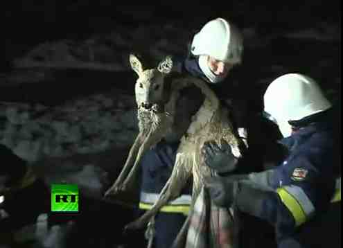 Polish firefighters rescue deer from ice floe, Baltic Sea, Jan 4, 2011/Russia Today, youtube.com
