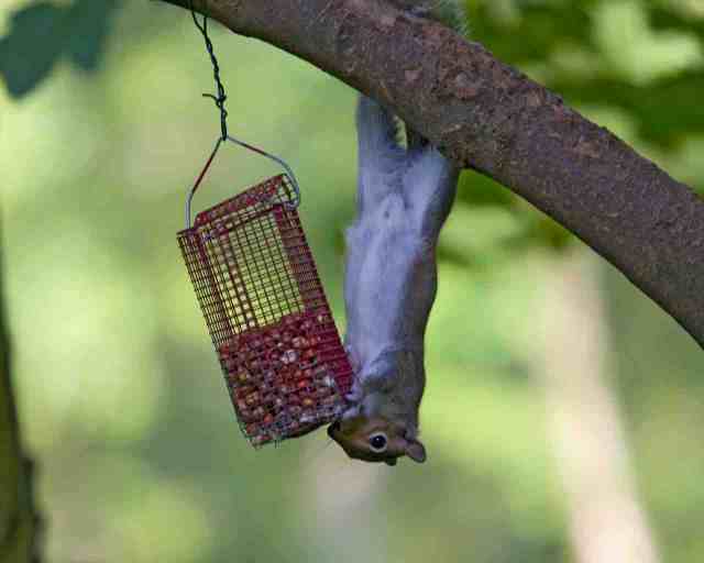 Squirrel hangs from branch to reach peanuts