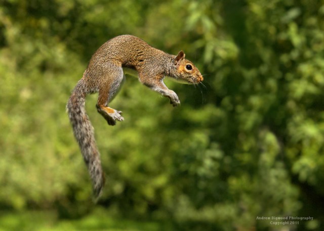 Jumping Grey Squirrel 