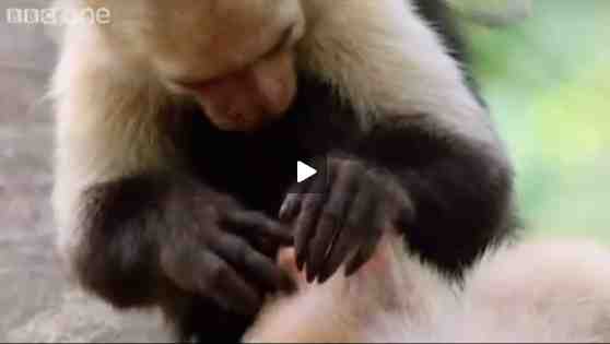 Capuchin Monkeys from "Hilarious British Animal Voiceovers"/BBC One, wimp.com, youtube.com Capuchin Monkeys from "Hilarious British Animal Voiceovers"/BBC One, wimp.com, youtube.com