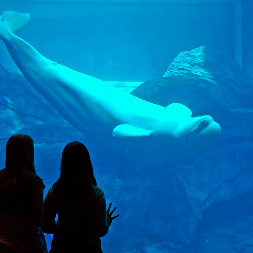 Nico and visitors, Georgia Aquarium, Oct 27, 08/Steve Grundy, flickr.com