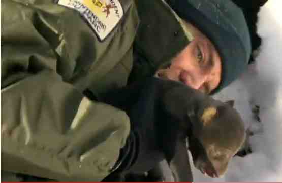 Rick Mercer lifts black bear cub from den, Algonquin Park, Ontario/youtube.com