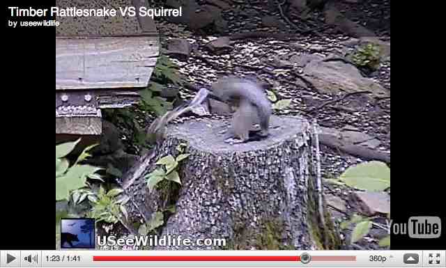 Squirrel escapes rattlesnake strike