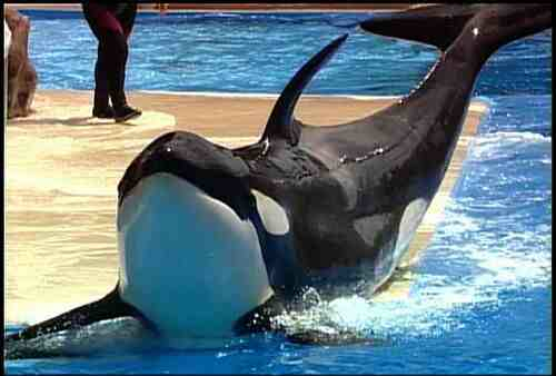 Sumar died suddenly at age 12 at SeaWorld San Diego on Sept 7, 2010/orcahome.de, Los Angeles Times, Sept. 7, 2010