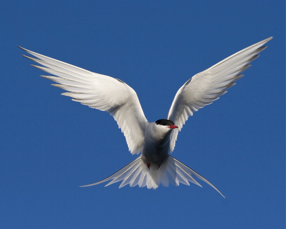 Arctic Tern/Carsten Egevang, Birds of the Sun: A Photographic Tribute to a Bird on the Wing