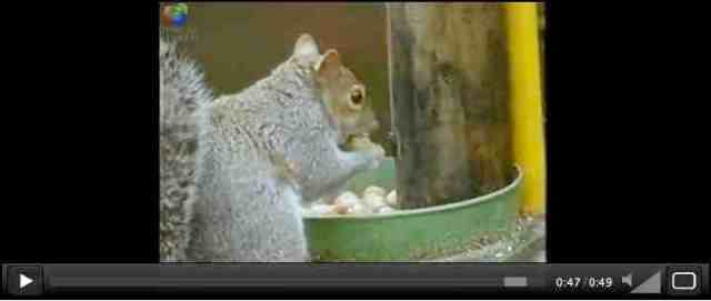 Squirrel eats nuts after finishingobstacle course