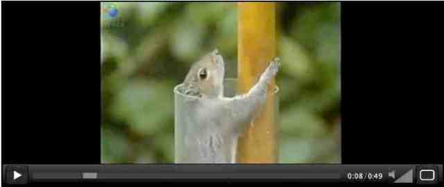 Squirrel at start of obstacle course
