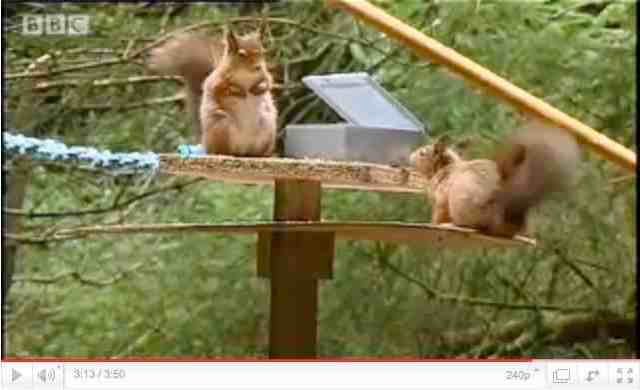 Red squirrel rivals confront each other
