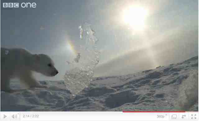 Baby polar bear takes his first walk, image from “Polar Bear: Spy on the Ice”/BBC One, youtube.com 
