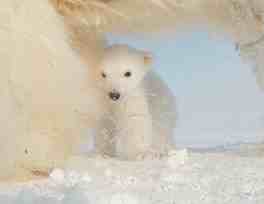 Polar bear cub with mom, image from “Polar Bear: Spy On The Ice”/John Downer Productions, jdp.co.uk