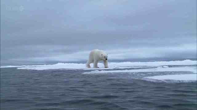 Polar bear walks at edge of ice, place & date unknown/BBC, phyrefile.com
