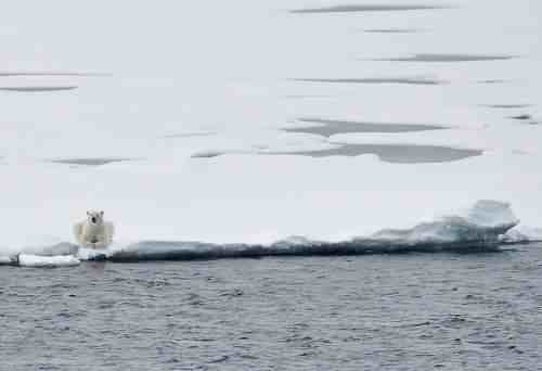 Polar bear rests at edge of Arctic ice after following a Coast Guard cutter for almost an hour, Aug 23 09/Patrick Kelley, U.S. Coast Guard, USGS, usgs.gov
