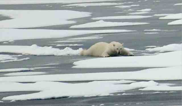 Polar bear slides on thin Arctic ice, Aug 21 09/Patrick Kelley, U.S. Coast Guard, USGS, usgs.gov