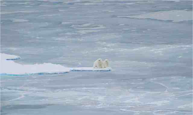 Polar bears along edge of Arctic sea ice, Sept 1 08/Jessica K. Robertson, U.S. Geological Survey, usgs.gov