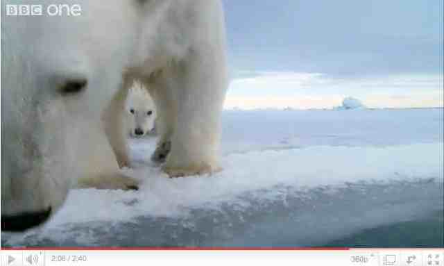 Mother polar bear investigates floating Iceberg Cam as baby watches, image from “Polar Bear: Spy on the Ice”/ BBC One, youtube.com