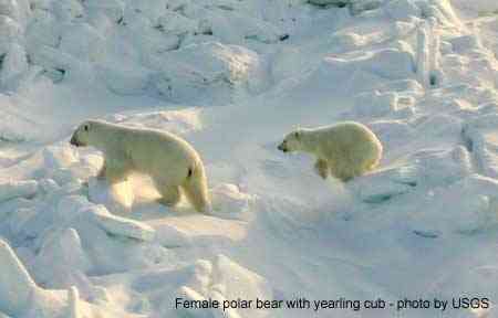 Female polar bear with yearling cub, place & date unknown/Alaska Science Center, USGS, Alaska.usgs.gov