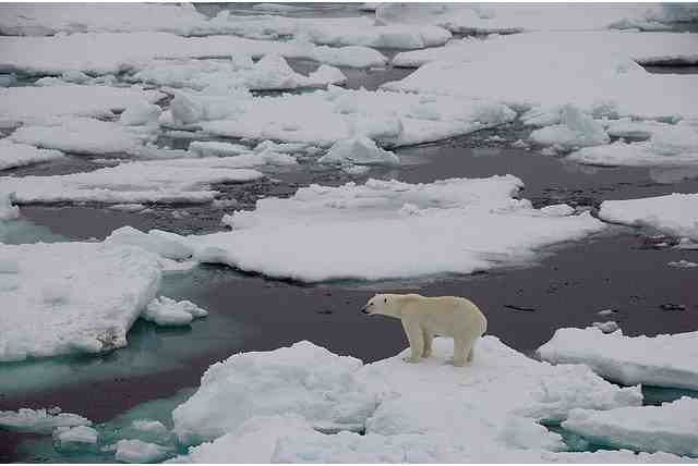 Polar Bear on unsolid ice, Fram Strait, Sept 19 2008/fruchtzwerg’s world, Arctic and Antarctic Adventures, flickr.com