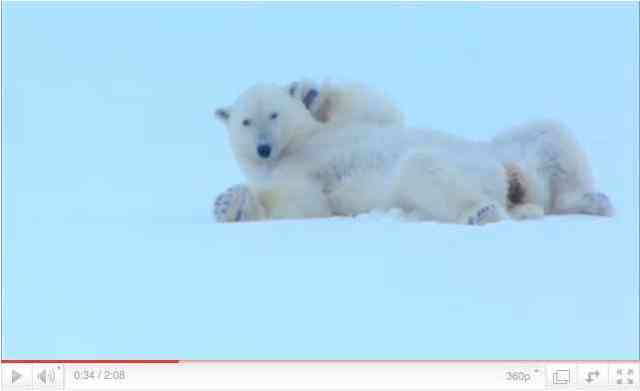 Female polar bear tries to attract a male’s interest, image from “Polar Bear: Spy on the Ice”/BBC One, youtube.com 