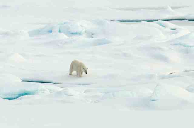 Polar bear walks on Arctic sea ice, Aug 21 09/Patrick Kelley, U.S. Coast Guard, USGS, usgs.gov