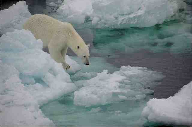 Polar bear examines ice, Fram Strait, Oct 22 08/fruchtzwerg’s world, Arctic and Antarctic Adventures, flickr.com