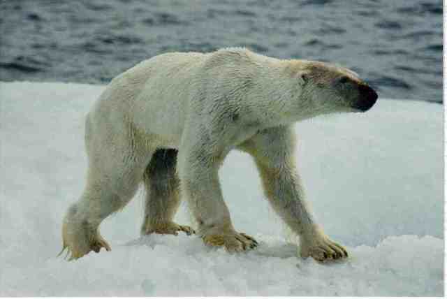 Underweight polar bear, wet from swimming, on ice floe off Alaskan coastline, undated/Kieran Mulvaney, Discovery News, news.discovery.com