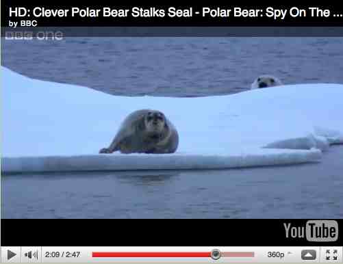 Polar bear stages sneak attack on seal, image from “Polar Bear: Spy on the Ice”/BBC One, youtube.com