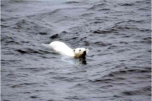 Polar bear swims toward a ship in the Arctic, undated/Mila Zinkova, en.wikipedia.org