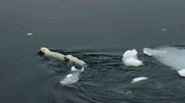 Female polar bear and cub swim between ice floes, Baffin Bay, Canada, July 2010/Paul Watson, Toronto Star, thestar.com