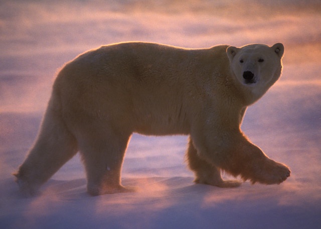 Polar bear walks in blowing snow at sunset, Canada, undated/© Thomas D. Mangelsen, mangelsenstock.com