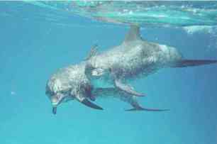 Spotted dolphins, Little Bahama Bank, July 2009 / GK Wallace, ginisnaturenews.com