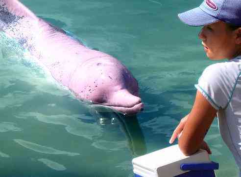 Amazon River Dolphin, location & date unknown/China.org.cn