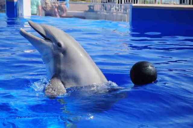 Nellie, 58, the oldest dolphin in captivity, Marineland of Florida, St. Augustine, undated/13 News, Central Florida News, cfnews13.com