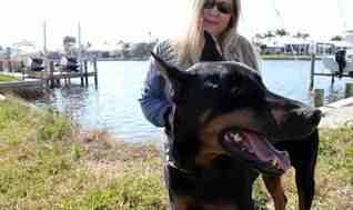 Turbo the Doberman & owner Cindy Burnett, Marco Island, Feb 2011/Quentin Roux, marcoislandflorida.com