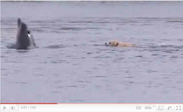 Ben the Labrador & Duggie the Dolphin, Tory Island, Ireland, image from July 08 BBC Countryfile "Tory Island dog swimming with dolphin"/BBC One, youtube.com