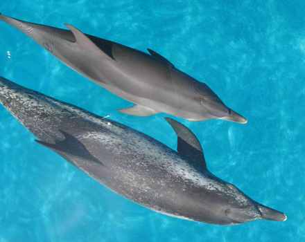 Spotted dolphins, Little Bahama Bank, July 09/G.K.Wallace, ginisnaturenews.com