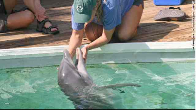 Louie & trainer, Dolphin Research Center, Marathon, FL, undated/Louisiana Dept of Wildlife and Fisheries, CNN, edition.cnn.com 