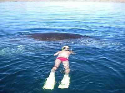 Michael Fishbach approaches humpback whale entangled in fishing net, Loreto, Baja CA, Sea of Cortez, Feb 14 2011/Brasington family, 3brasingtonsandvan.blogspot.com