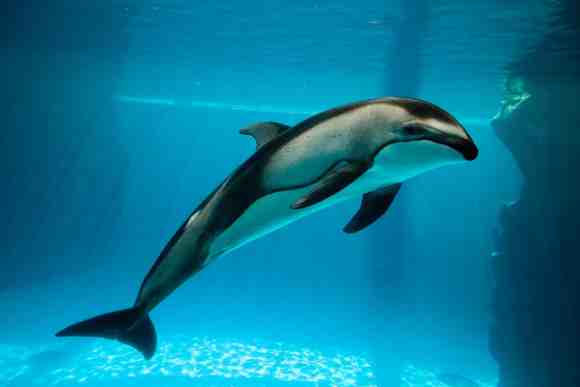 Unidentified Pacific white-sided dolphin/John G. Shedd Aquarium, Chicago Tribune, chicagotribune.com