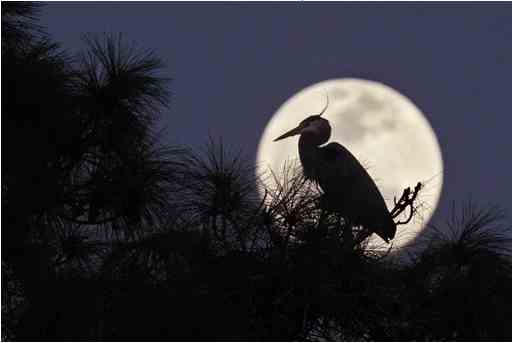 Supermoon, Daytona Beach, FL, March 19, 2011/gwinnettdailypost.com Supermoon, Daytona Beach, FL, March 19, 2011/gwinnettdailypost.com