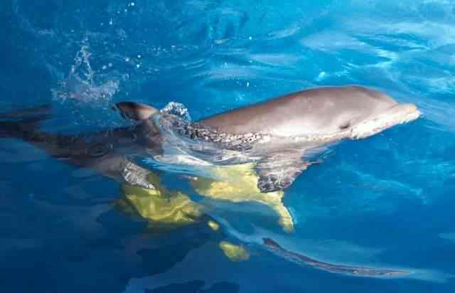 Taz at Mote Marine Laboratory, Sarasota, FL, undated/Indianapolis Zoo, indystar.com