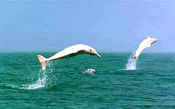 Chinese white dolphins, location & date unknown/What's On Xiamen,whatsonxiamen.com