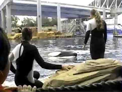 Dawn Brancheau interacting with Tilikum moments before her death, SeaWorld Orlando, Feb 24 2010/photo from video by Todd Connell, AP, Orca Aware, orcaaware.com 