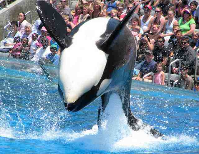 Unidentified orca performs as Shamu, SeaWorld San Diego, June 5 2008/Christopher Allison Photography, flickr.com