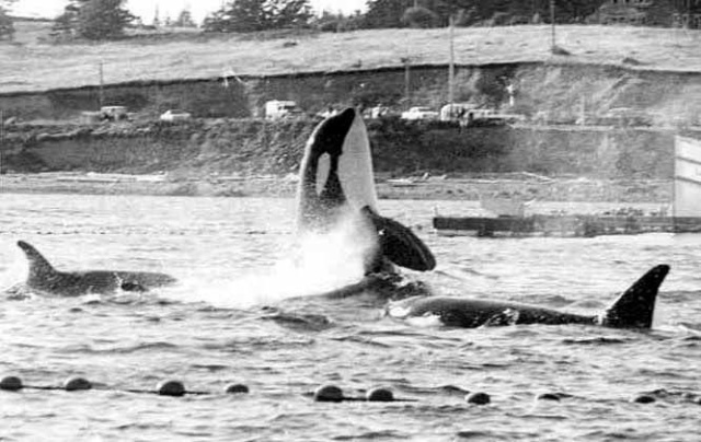 Pacific Northwest captures, Southern Resident Community, 1962-1973/Stefan Jacobs, Center for Whale Research, orcahome.de