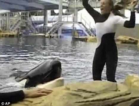 Dawn Brancheau with Tilikum moments before the attack, SeaWorld Orlando, Feb 24 2010/photo from video by Todd Connell, AP, MailOnline, dailymail.co.uk